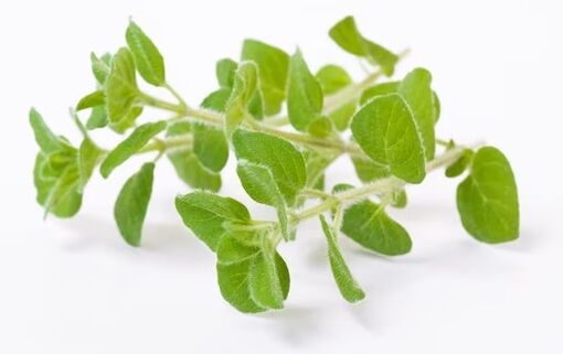 BROSE BROSE brand contains oregano oil