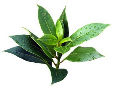 Barn Fungent Brand contains tea tree oil
