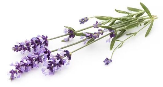 Brand Funent Brand contains lavender oil